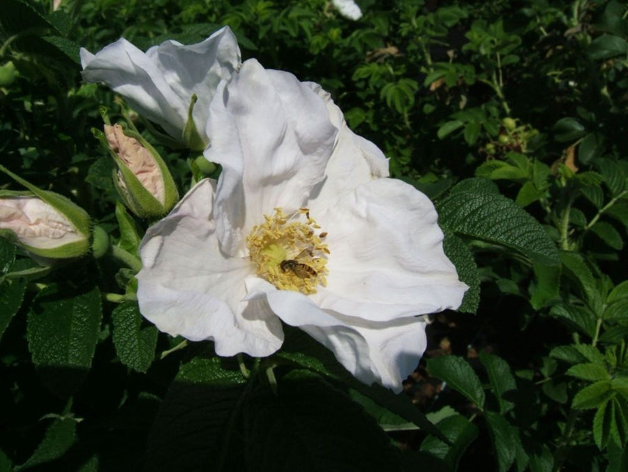 Rosa rugosa alba