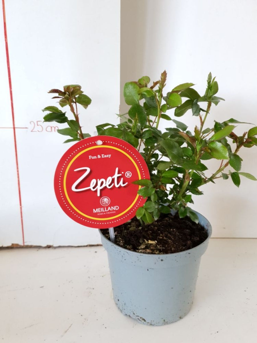 Zepeti®