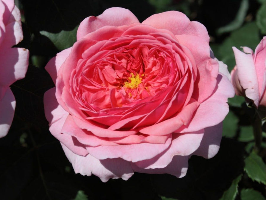Princess Alexandra of Kent