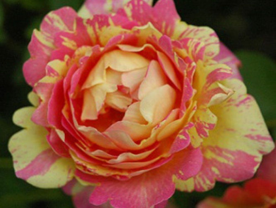 Rose de Cisterciens