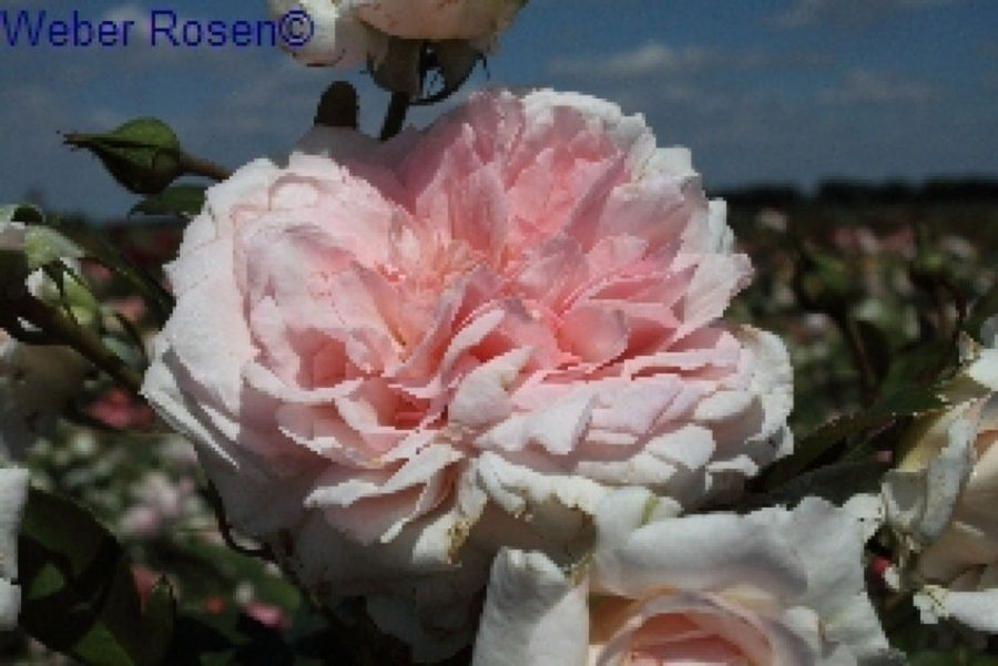 Alexandra® (Princesse de Luxembourg)