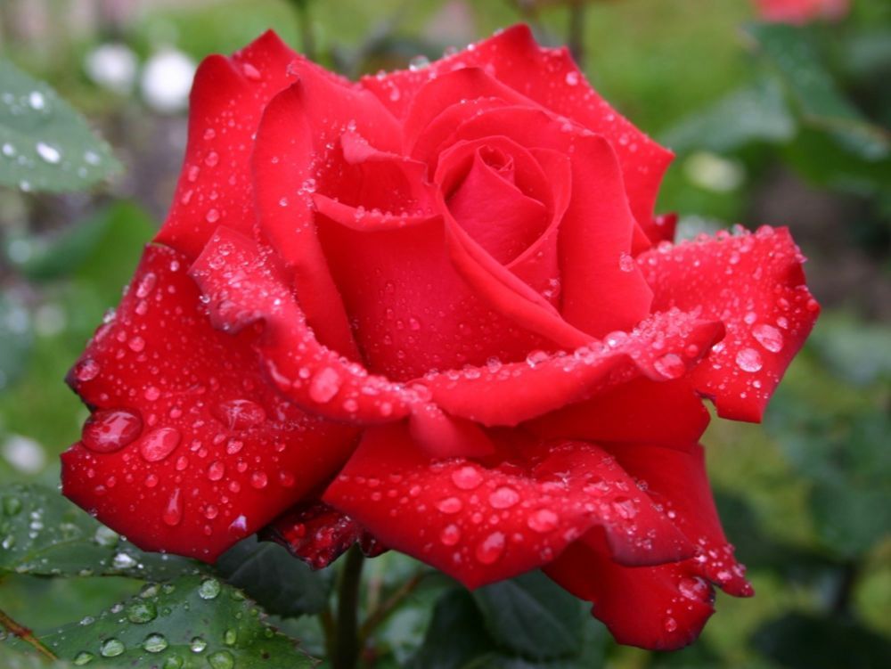 Grande Amore®