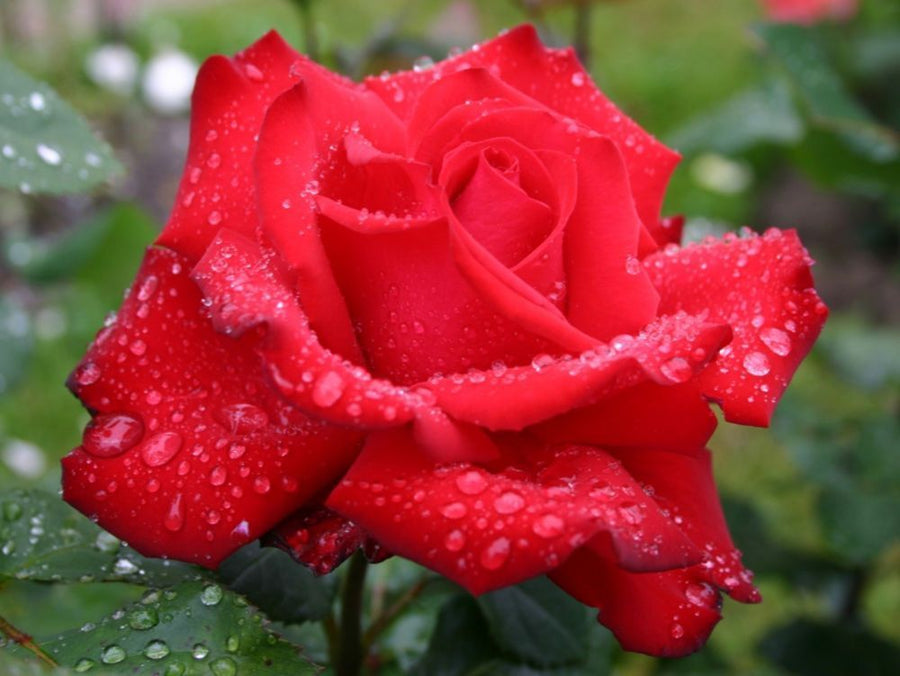 Grande Amore®