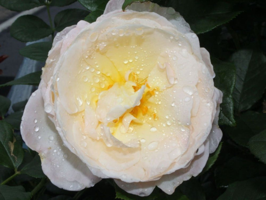 Uetersender Klosterrose TIPP