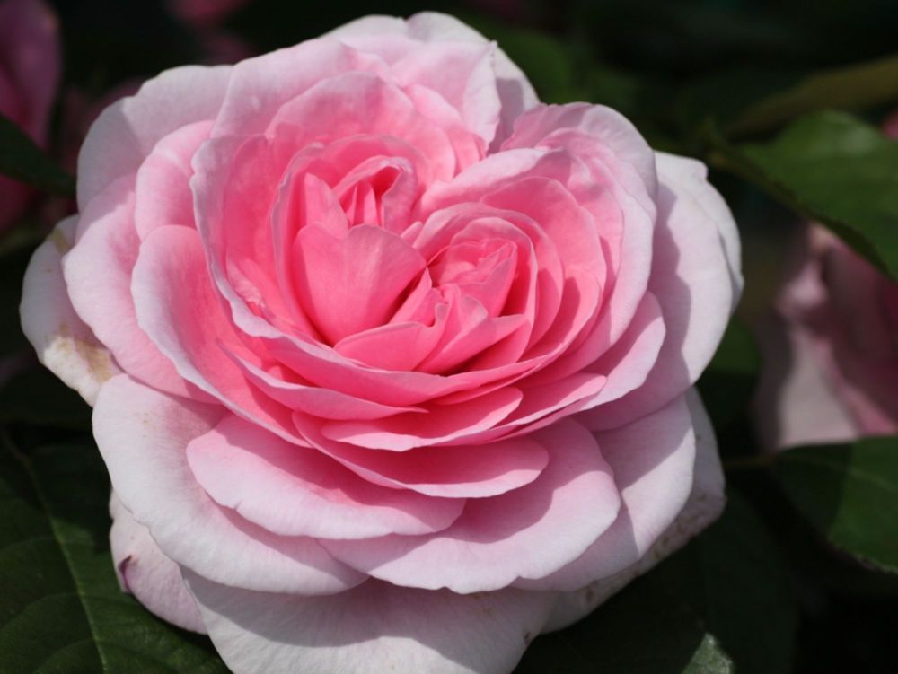 Gertrude Jekyll®