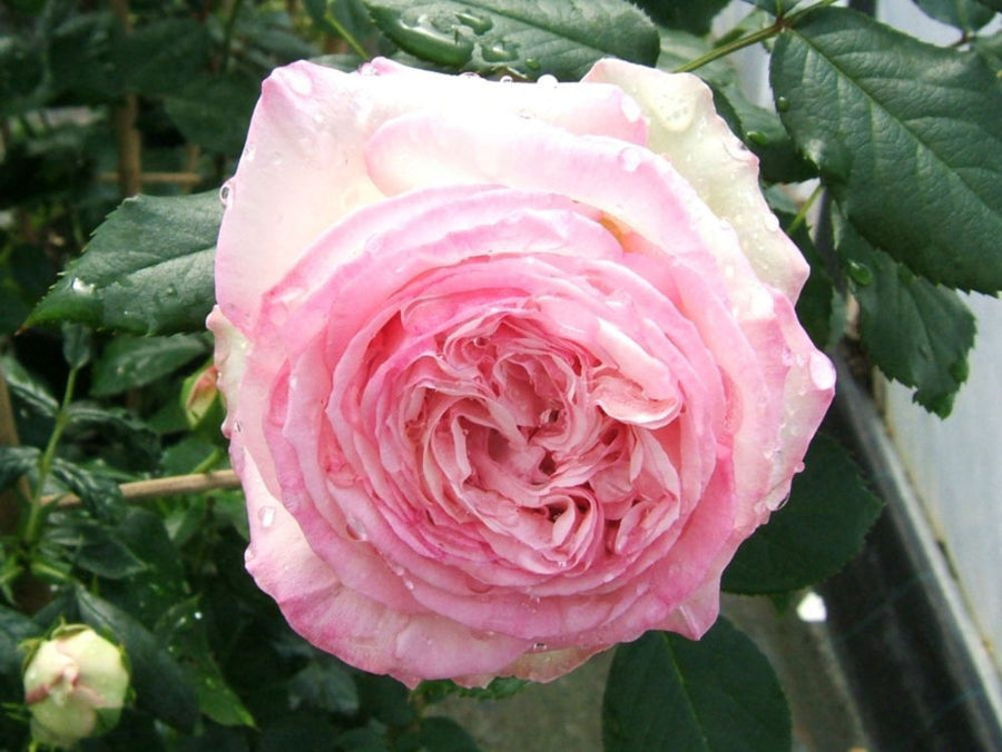 Eden Rose® 85